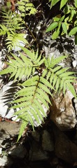 Pteris tripartita