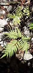 Pteris tripartita