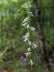 Spiranthes vernalis