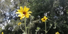 Tithonia tubaeformis