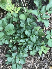 Zizia aurea