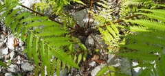 Pteris tripartita