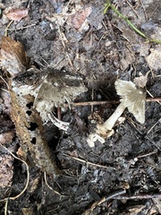 Pluteus longistriatus