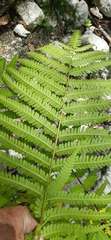 Pteris tripartita