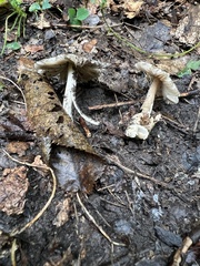 Pluteus longistriatus