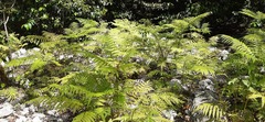 Pteris tripartita
