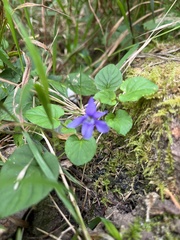 Viola reichenbachiana
