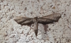 Protoproutia laredoata