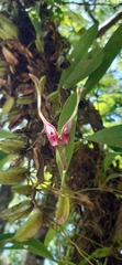 Bulbophyllum