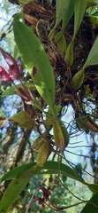 Bulbophyllum
