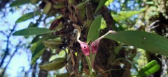 Bulbophyllum