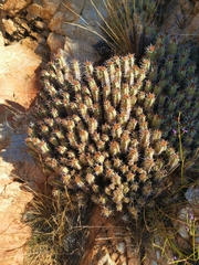 Euphorbia officinarum