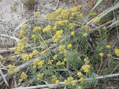 Helichrysum italicum