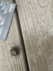 Araneus saevus