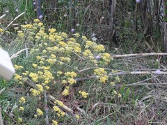 Sixalix atropurpurea