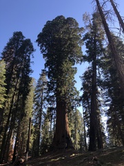 Sequoiadendron giganteum