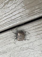 Araneus saevus
