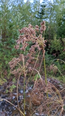 Scirpus cyperinus
