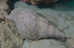 Charonia tritonis