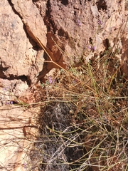 Lavandula