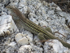 Aspidoscelis stictogrammus