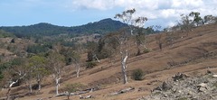 Eucalyptus alba