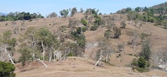 Eucalyptus alba