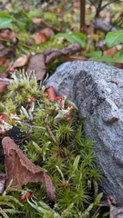 Cladonia cristatella