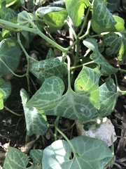 Aristolochia fimbriata