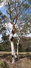 Eucalyptus alba