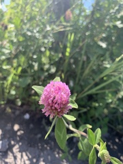 Trifolium pratense