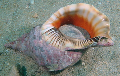 Charonia tritonis