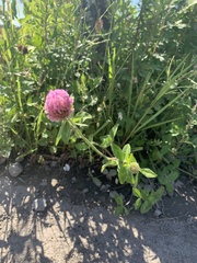 Trifolium pratense