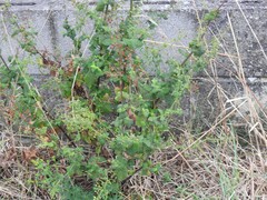 Scrophularia scorodonia