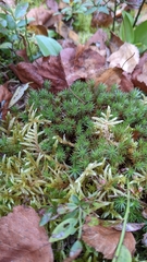 Polytrichum formosum