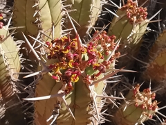 Euphorbia officinarum