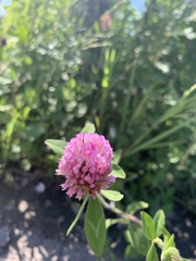 Trifolium pratense