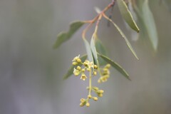 Santalum lanceolatum