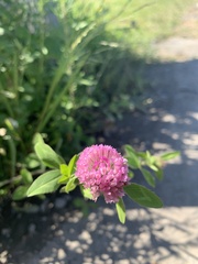 Trifolium pratense
