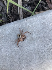 Neosparassus diana