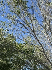 Populus fremontii
