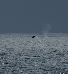 Balaenoptera musculus