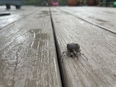 Araneus saevus