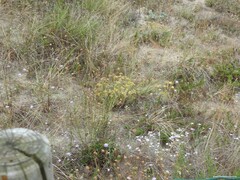 Sixalix atropurpurea