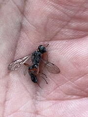 Auplopus mellipes