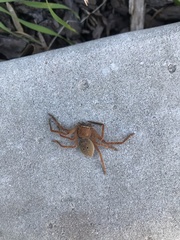 Neosparassus diana