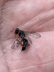 Auplopus mellipes