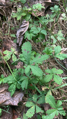 Potentilla reptans
