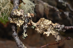 Lobarina scrobiculata