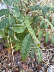 Pistacia chinensis